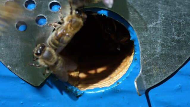 Honey bees fly next to the bee hive in the apiary to collect honey, close up. Beekeeping in countryside. Colony bees in apiary, macro. Detailed landing holes in the hive and fly bees