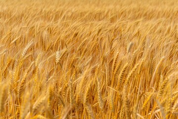 Wheat Field Texture, Golden Barley Ears Background, Ripening Cereals Landscape with Selective Focus