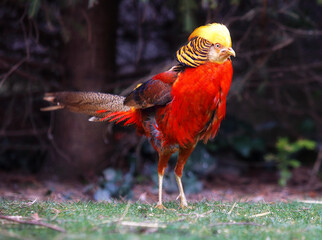 Golden Pheasant in nature