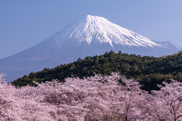 富士と桜