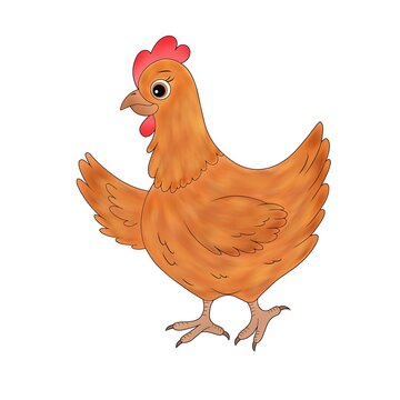 drawn domestic chicken on a white background