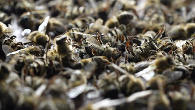 Many dead bees in the hive, close up. Colony collapse disorder. Starvation, pesticide exposure, pests and disease