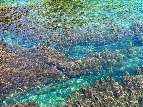 Clear sea water with algae seaweed.
