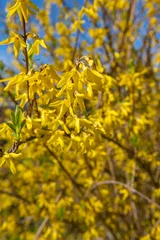 Tuinposter Spring colour. Vibrant yellow flowers from a forsythia with an azure blue sky beyond. ..bloemen, geel, © Richard