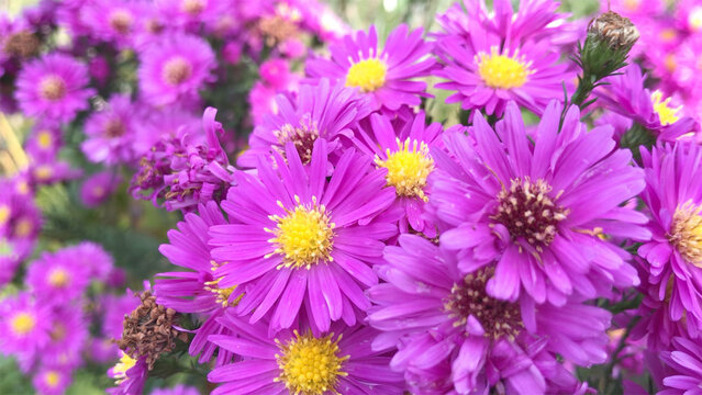 Aster (Asteraceae) flowers pink petals emanating from a golden centre. Pictured on an Amsterdam allotment. ..yellow, plant, autumn, herfst,