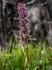 Giant orchid (Barlia robertiana) in bloom in a meadow in Provence