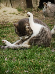 Koty © tomo81
