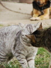 Koty © tomo81