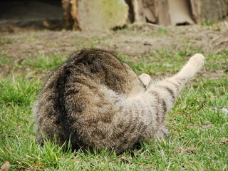 Koty © tomo81