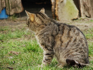 Koty © tomo81