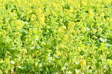 黄色の花　菜の花