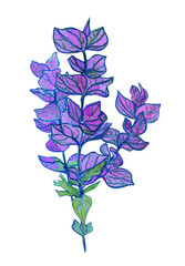 Watercolor bush Salvia Viridis blue