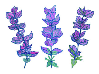 Salvia viridis sage watercolor hand drawn set