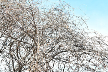 絡まった枯れた蔓