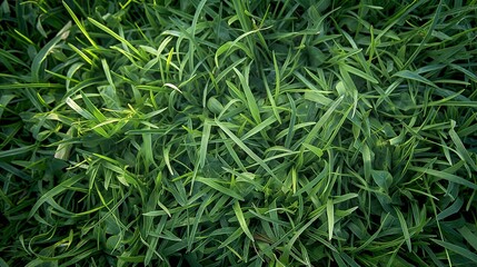 Obraz premium Gass background. lawn. texture