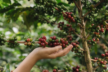 The focus is on the hands of an Asian Chinese woman harvesting organic coffee beans that must be harvested by hand during the harvest season.