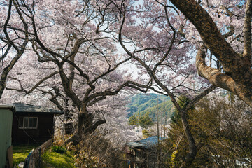 長野 高遠城址の春景色