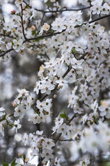tree flowers