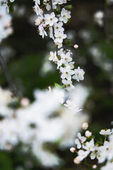white cherry blossom