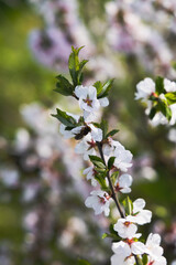 tree flowers