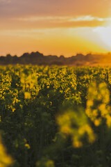 Obraz premium field of flowers