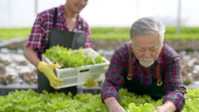 Small business, Agriculture industry, plant growing hydroponic system and organic healthy food eating concept. Asian man farmer working and harvesting organic lettuce vegetable in greenhouse garden.