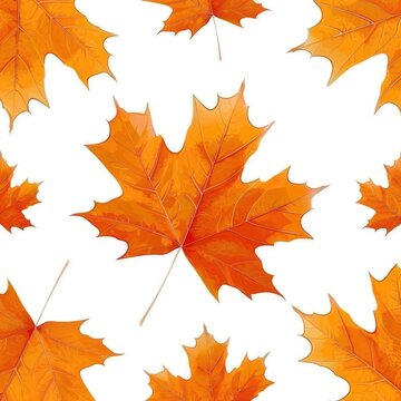 Colorful Pattern Made Fallen Autumn Leaves On White Background, Illustrations Images