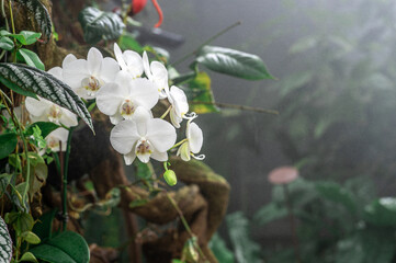 Tropical white orchids thrive in lush rainforest habitat, showcasing vibrant colors and delicate...