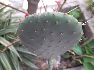 cactus in garden, Cactus En La Ciudad