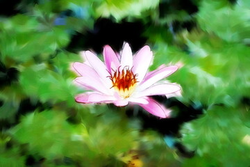 Photo painting, illustrated photo with oil painting effect. water lily,