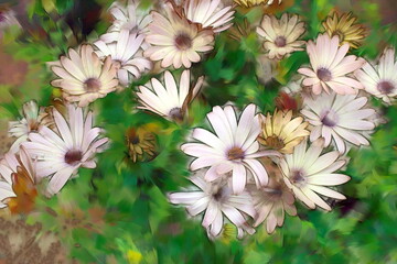 Photo painting, illustrated photo with oil painting effect. daisies white, 