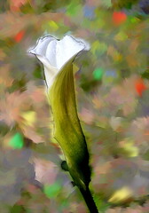 Photo painting, illustrated photo with oil painting effect. calla flower bud,