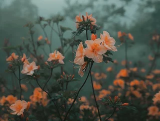 Fototapeten Orange azalea flowers in bloom with a soft misty background conveying a serene and tranquil mood. © cherezoff