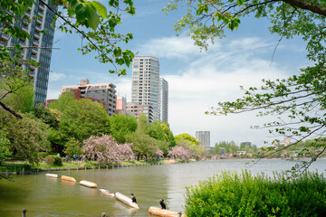 Ueno Park Shinobazu Pond and skyscraper at spring in Tokyo, Japan