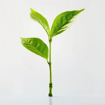 Dry Hojicha Green Tea Leaves On White Background, Illustrations Images