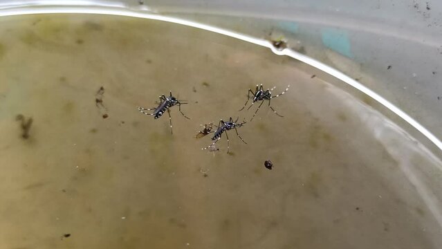 Mosquitoes lay their eggs in standing water