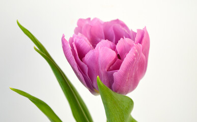 Obraz premium Purple Pink Tulip on White Background