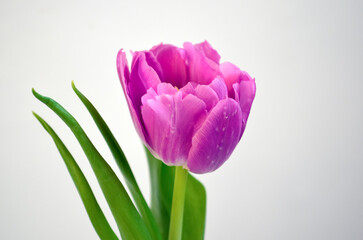 Purple Pink Tulip on White Background