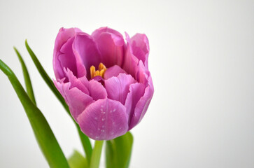 Purple Pink Tulip on White Background