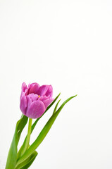 Purple Pink Tulip on White Background