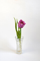 Purple Pink Tulip on White Background