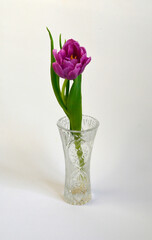 Purple Pink Tulip on White Background