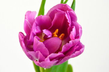 Fototapeta premium Purple Pink Tulip on White Background