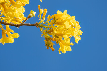 Roseodendron donnell-smithii. Roseodendron is a genus of flowering plants in the family...