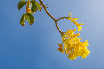 Roseodendron donnell-smithii. Roseodendron is a genus of flowering plants in the family Bignoniaceae.  are cultivated as ornamentals for their numerous, large, yellow flowers. Waikiki HONOLULU oahu 


