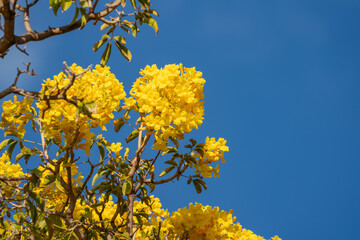 Roseodendron donnell-smithii. Roseodendron is a genus of flowering plants in the family Bignoniaceae.  are cultivated as ornamentals for their numerous, large, yellow flowers. Waikiki HONOLULU oahu 

