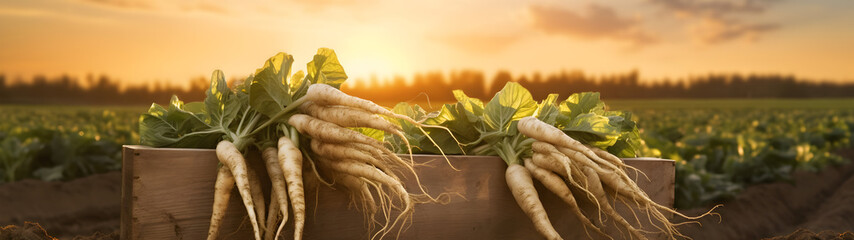 Horseradish root harvested in a wooden box with field and sunset in the background. Natural organic fruit abundance. Agriculture, healthy and natural food concept. Horizontal composition. - obrazy, fototapety, plakaty