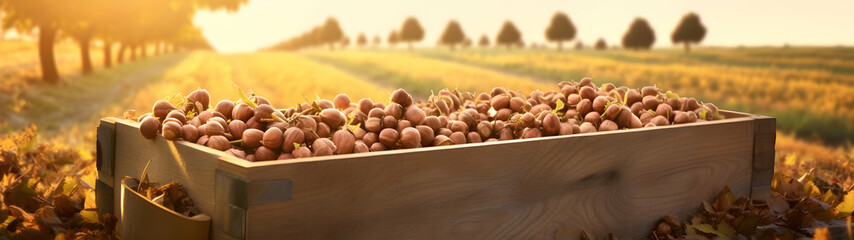 Hazelnuts harvested in a wooden box in a plantation with sunset. Natural organic fruit abundance. Agriculture, healthy and natural food concept. Horizontal composition, banner.