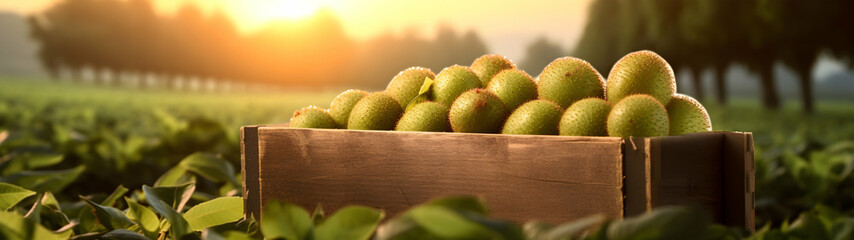 Kiwi fruit harvested in a wooden box in a field with sunset. Natural organic vegetable abundance. Agriculture, healthy and natural food concept. Horizontal composition, banner.