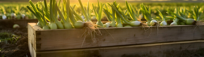 Leeks harvested in a wooden box with field and sunset in the background. Natural organic fruit abundance. Agriculture, healthy and natural food concept. Horizontal composition, banner.